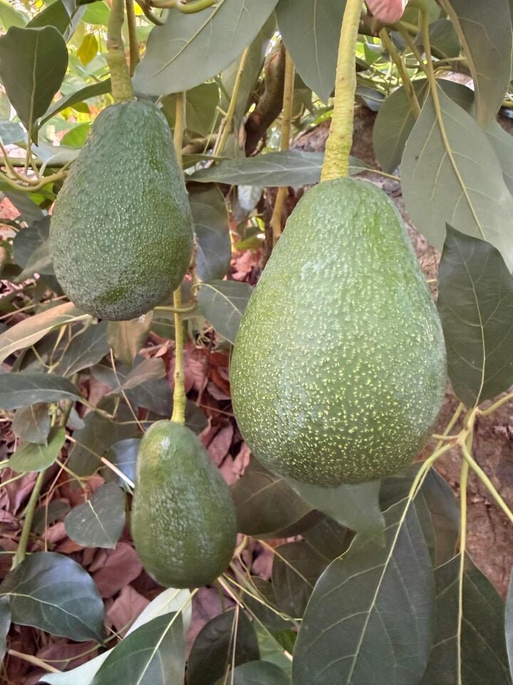 Avokado Clifton Orta Boy 5 Kg - Taze Hasat