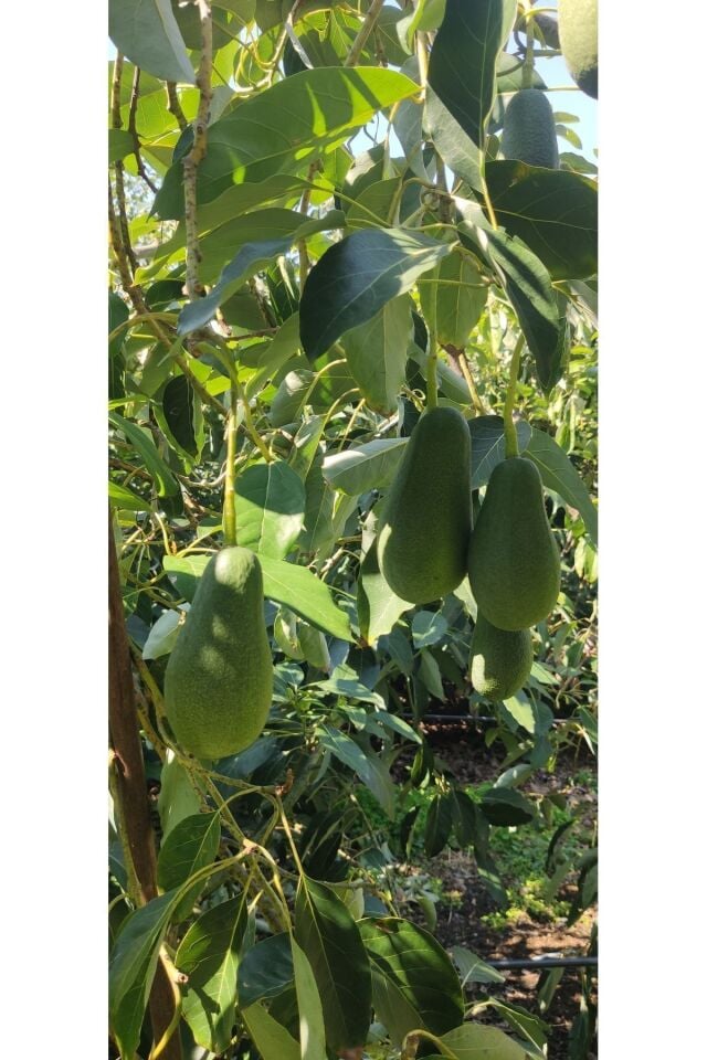 Avokado 1 Kg Dalından Taze Hasat - Küçük Boy