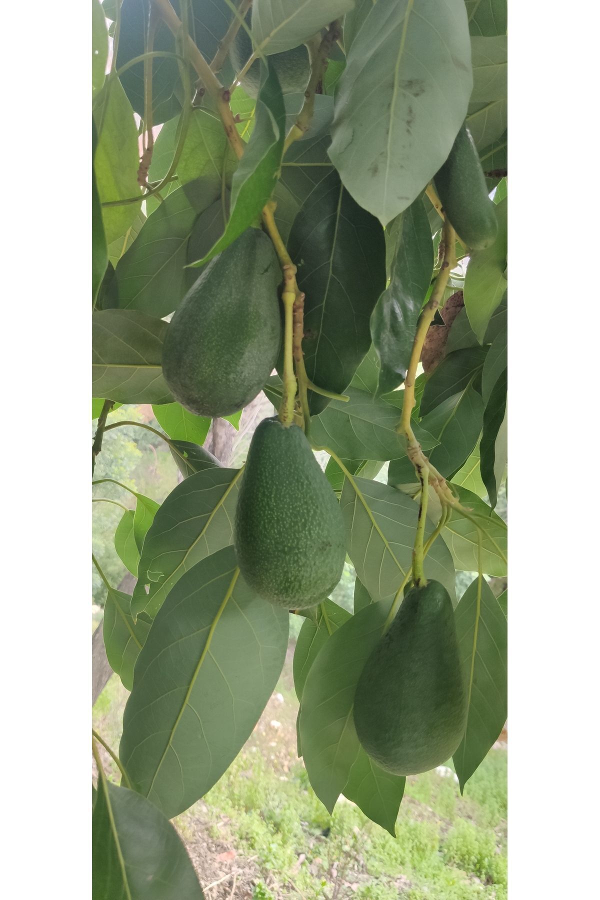 Has Avokado 1 Kg Dalından Taze Hasat - Küçük Boy