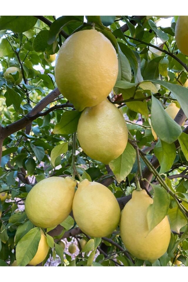 Limon 1 Kg Dalından Taze Hasat Yeşil