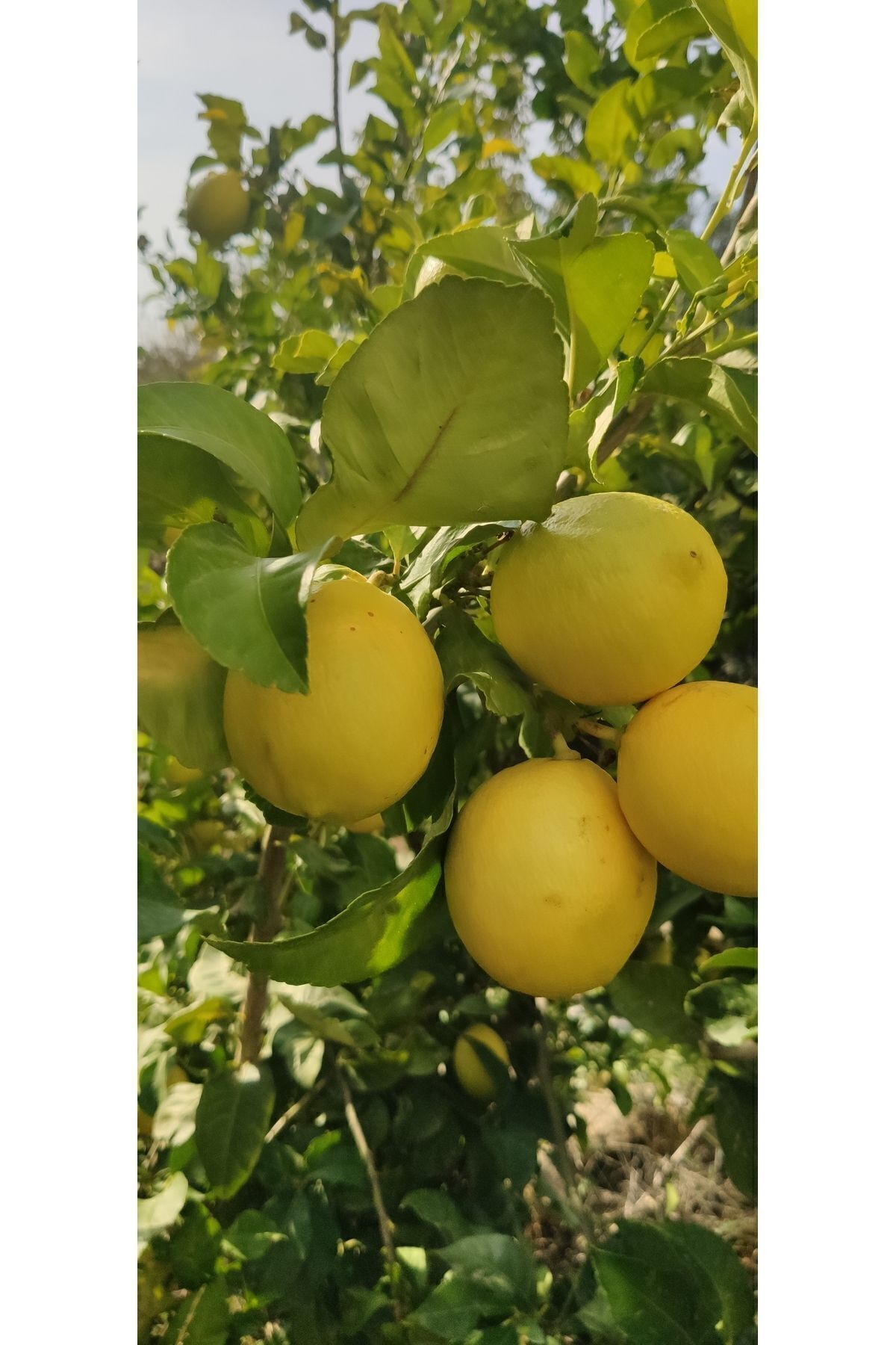 Limon 1 Kg Dalından Taze Hasat Yeşil