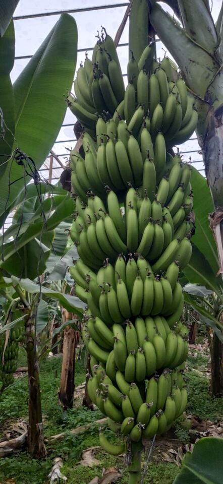 Anamur Muzu Yeşil 3 Kg -Doğal Dalından