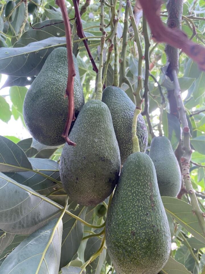 Avokado Dalından Taze 2 Kg-Yeni Hasat