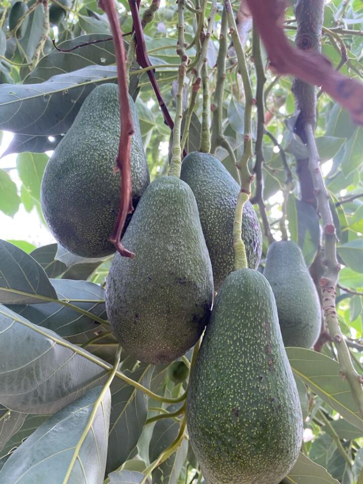Avokado Clifton Dalından Taze 2 Kg-Yeni Hasat