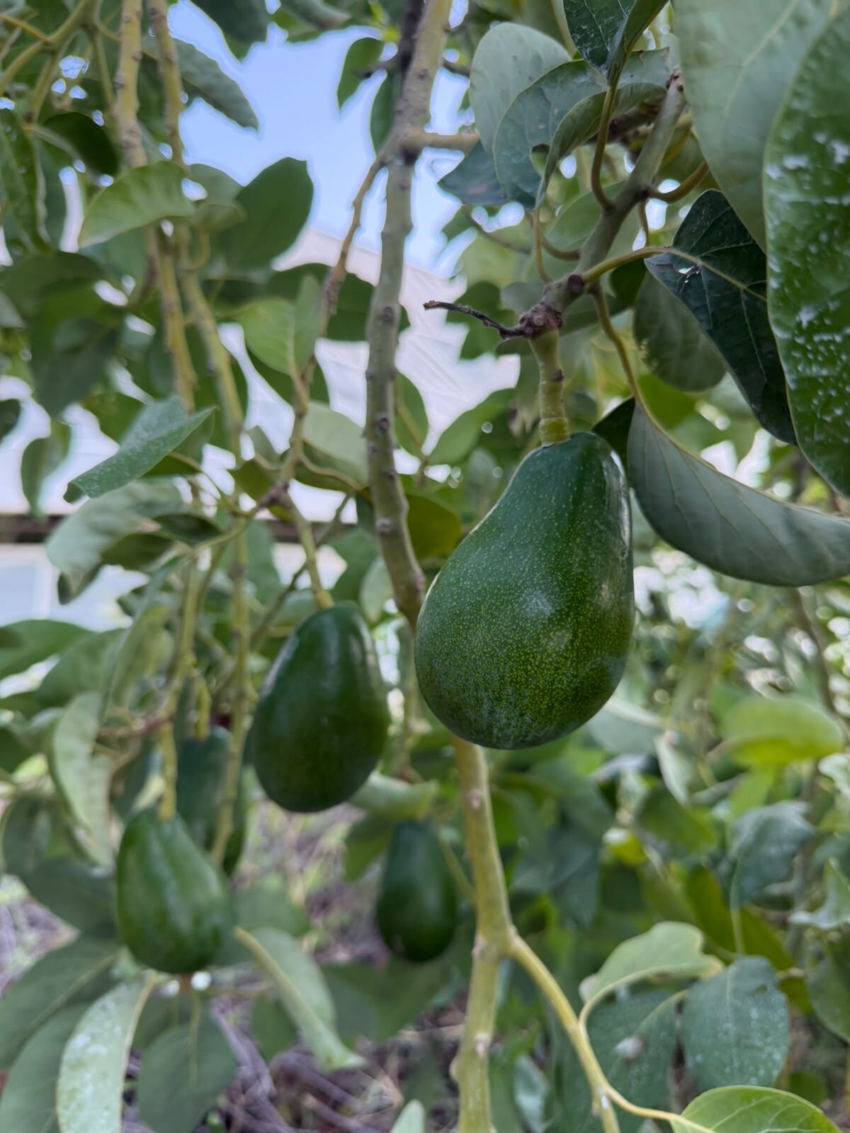 Avokado Clifton Dalından Taze 2 Kg-Yeni Hasat