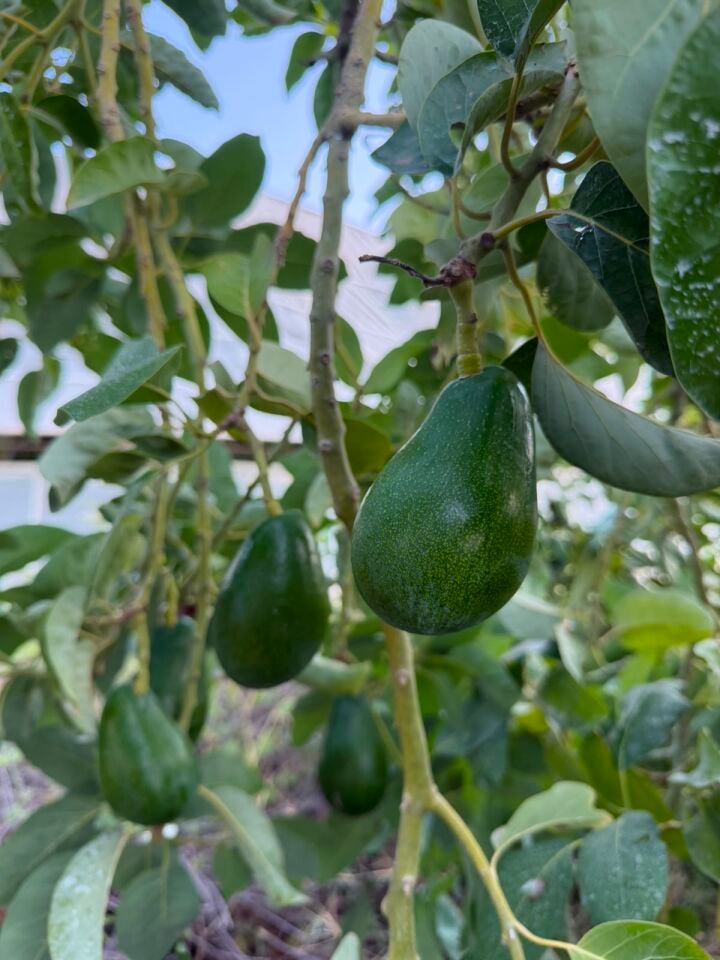 Avokado Clifton Dalından Taze 2 Kg-Yeni Hasat