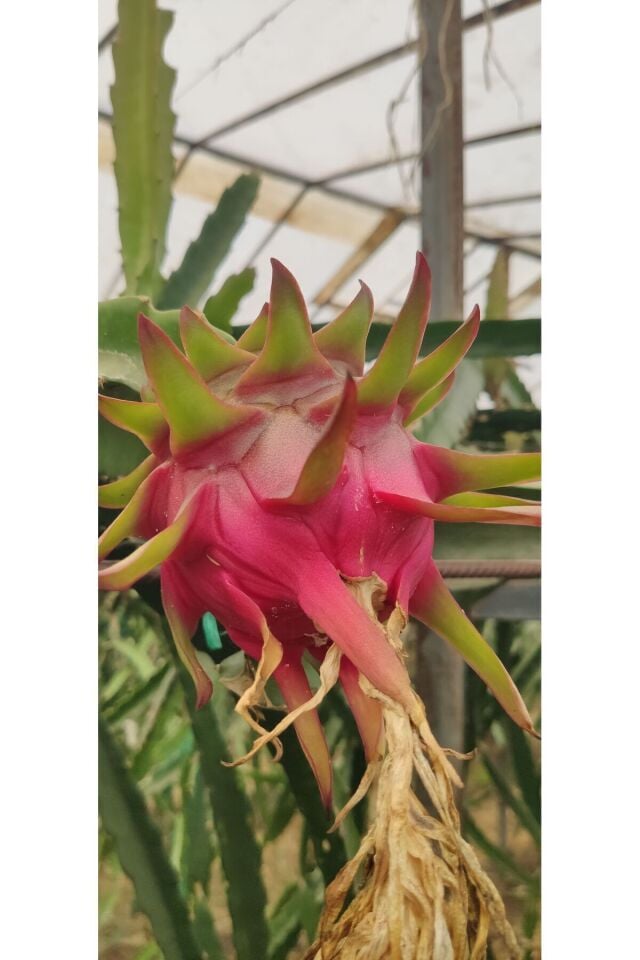 Ejder Meyvesi Pitaya 1 Kg - Taze Hasat