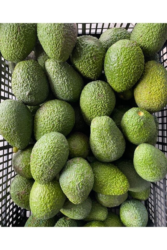 Avokado Dalından Taze 1 Kg -Yeni Hasat