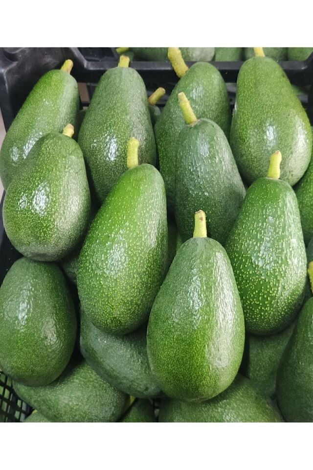 Avokado Clifton-Dalından Taze 3 Kg -Yeni Hasat