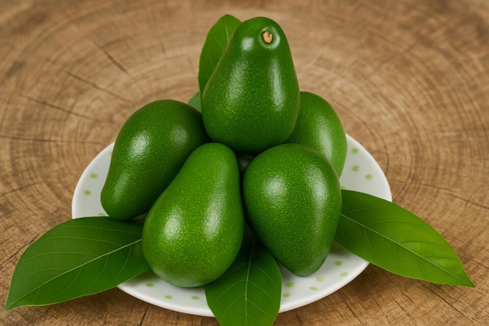 Avokado Clifton-Dalından Taze 3 Kg -Yeni Hasat