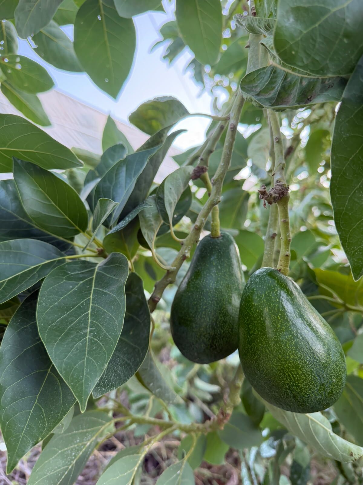 Avokado Clifton-Dalından Taze 3 Kg -Yeni Hasat