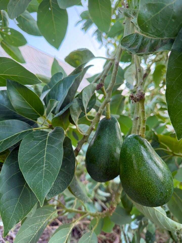 Avokado Clifton-Dalından Taze 3 Kg -Yeni Hasat