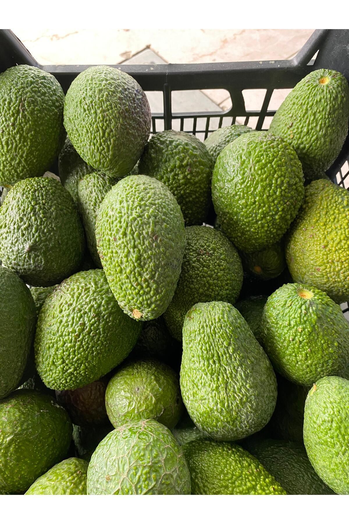 Avokado  Has-Büyük Boy 1 Kg -Taze Hasat