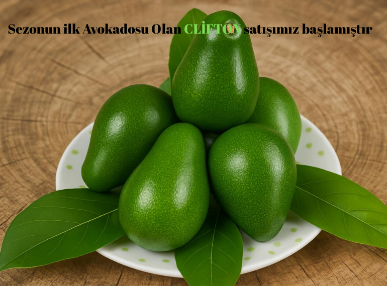Avokado  Clifton-Büyük Boy 1 Kg -Taze Hasat