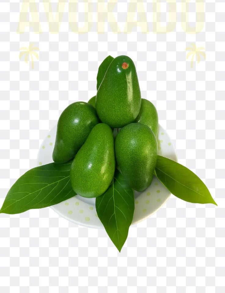 Avokado  Büyük Boy 1 Kg -Taze Hasat