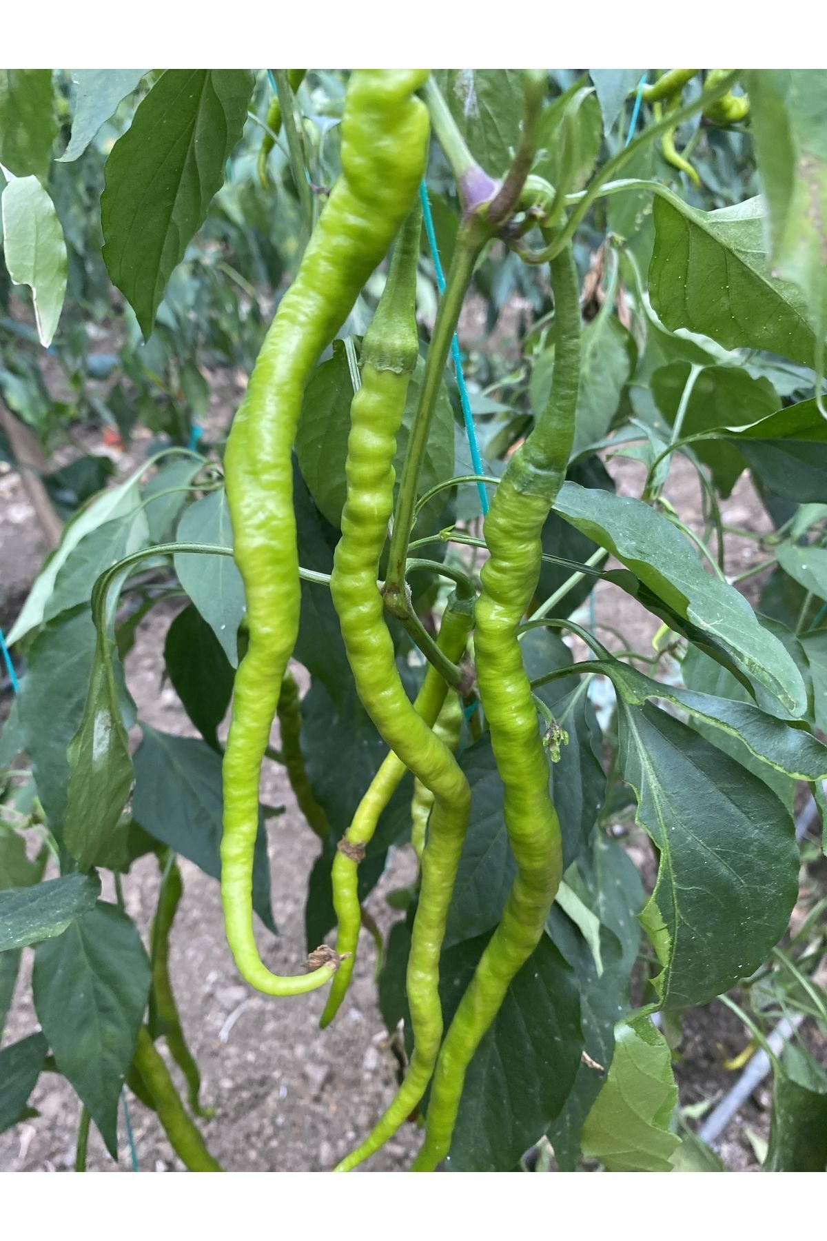 Kıl biber 1 kg Tatlı