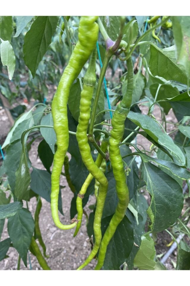 Kıl biber 1 kg Tatlı