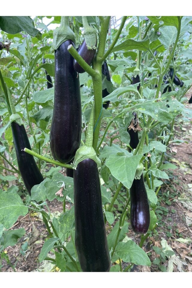 Patlıcan Dalından Taze Hasat 1 kg