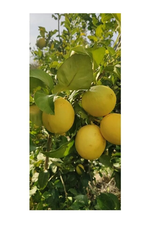 Sıkmalık Portakal 3 Kg - Limon 2 Kg