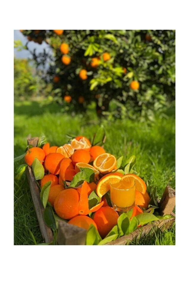 Sıkmalık Portakal 3 Kg - Limon 2 Kg