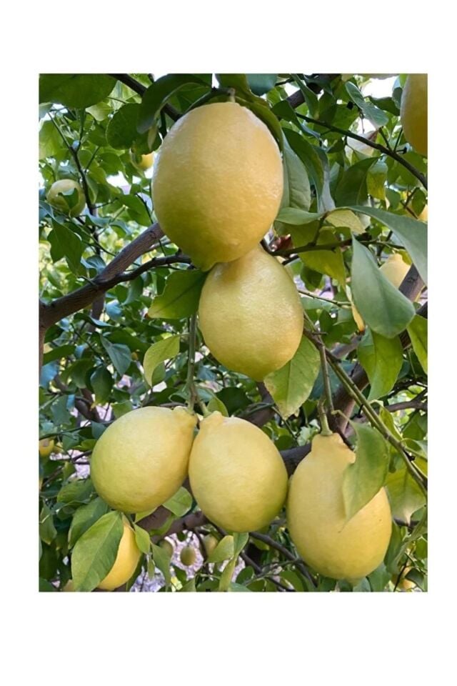 Sıkmalık Portakal 3 Kg - Limon 2 Kg