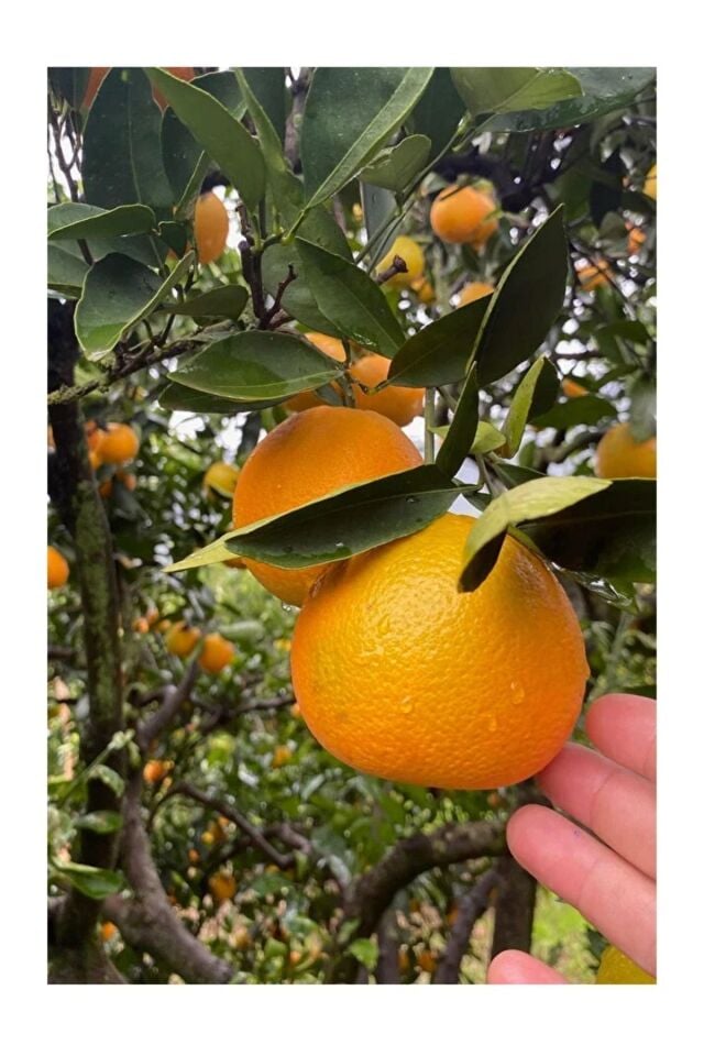 Sıkmalık Portakal 3 Kg - Limon 2 Kg