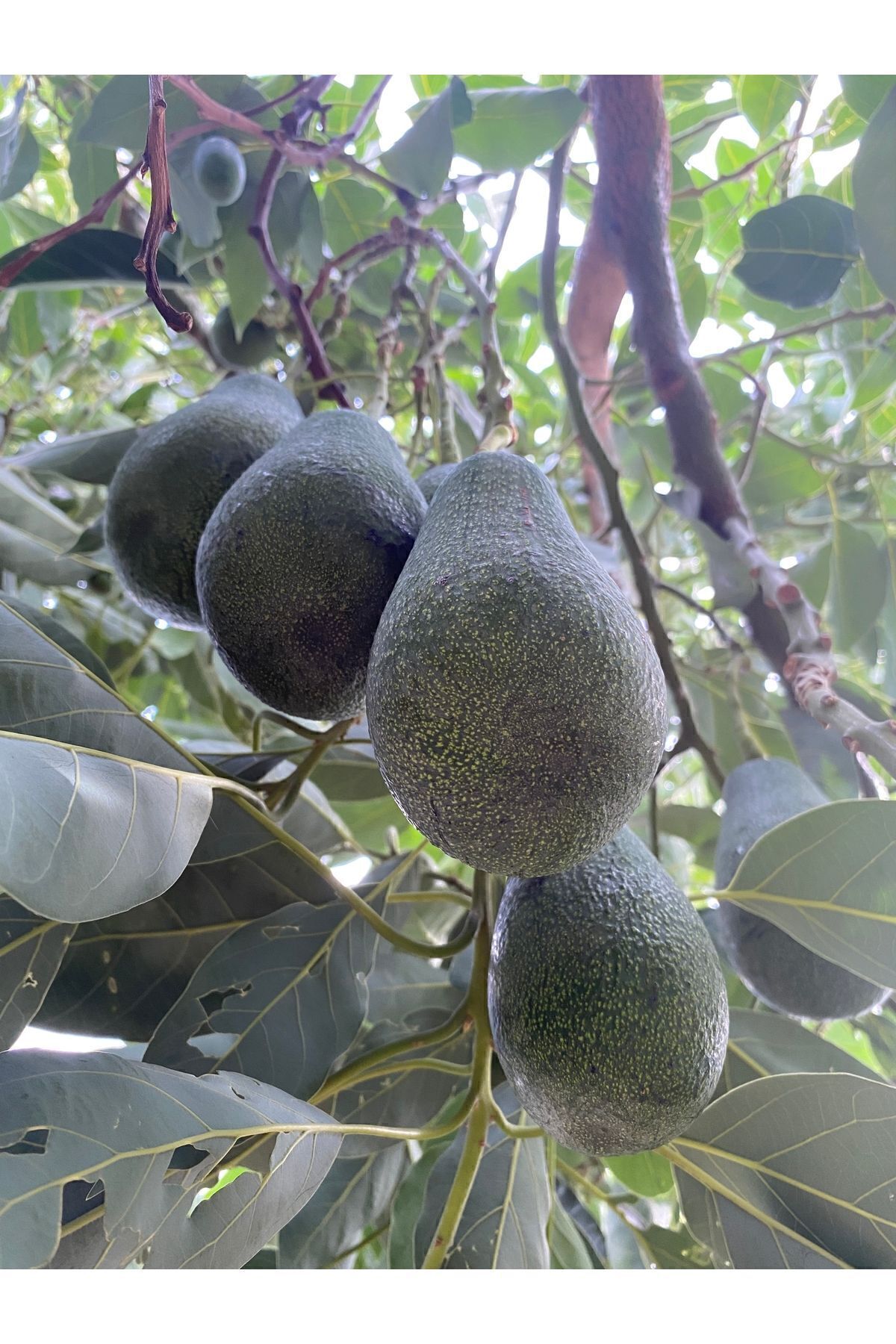 Avokado 10 Adet Taze Hasat-Orta Boy