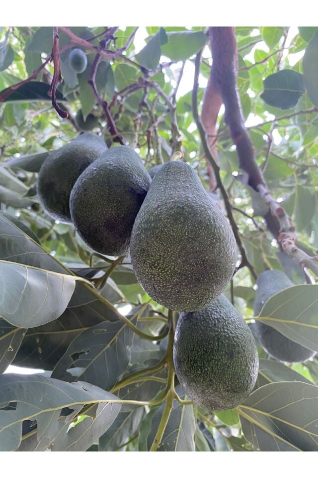 Avokado 10 Adet Taze Hasat-Orta Boy