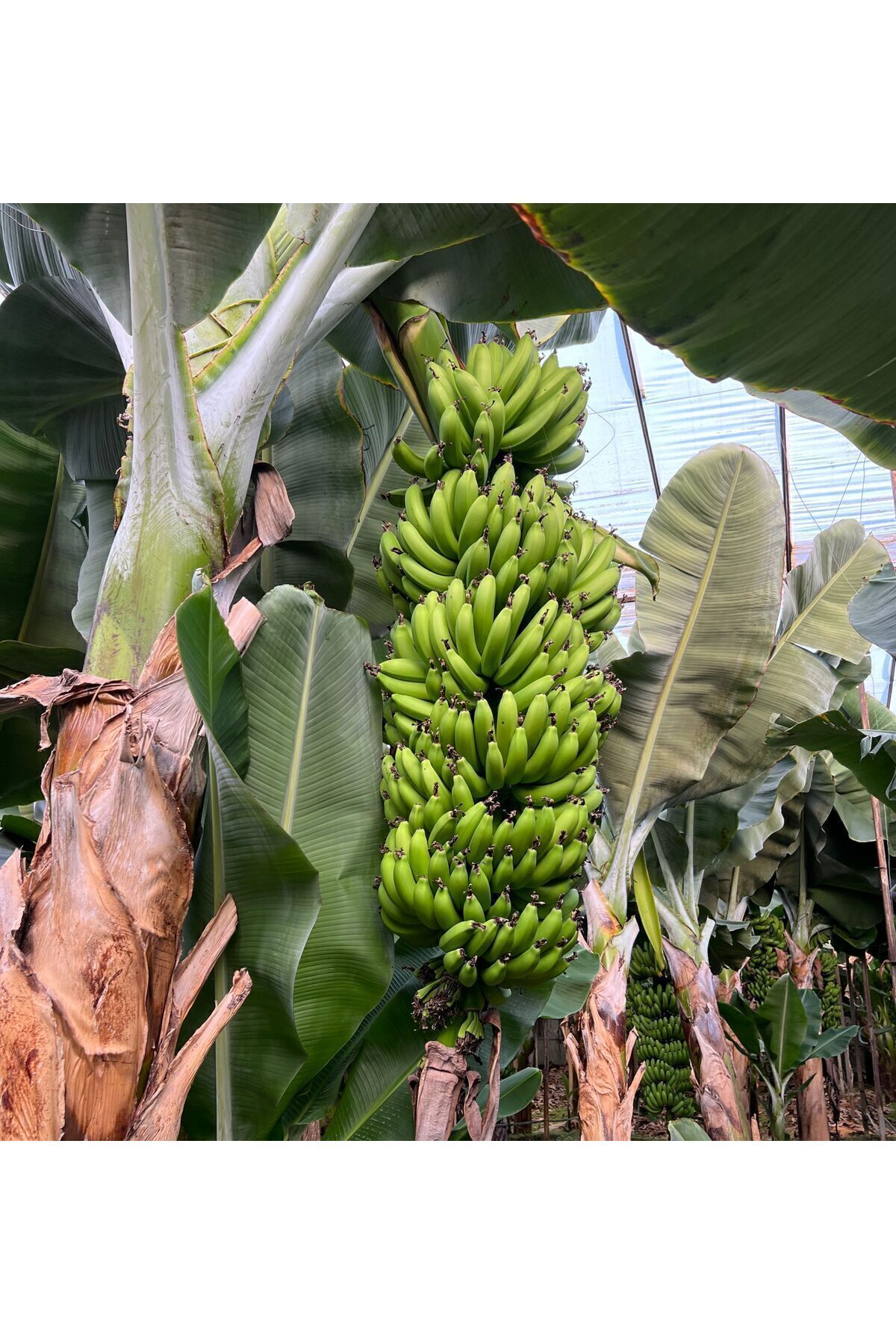 1 Kg Yeşil Anamur Muzu