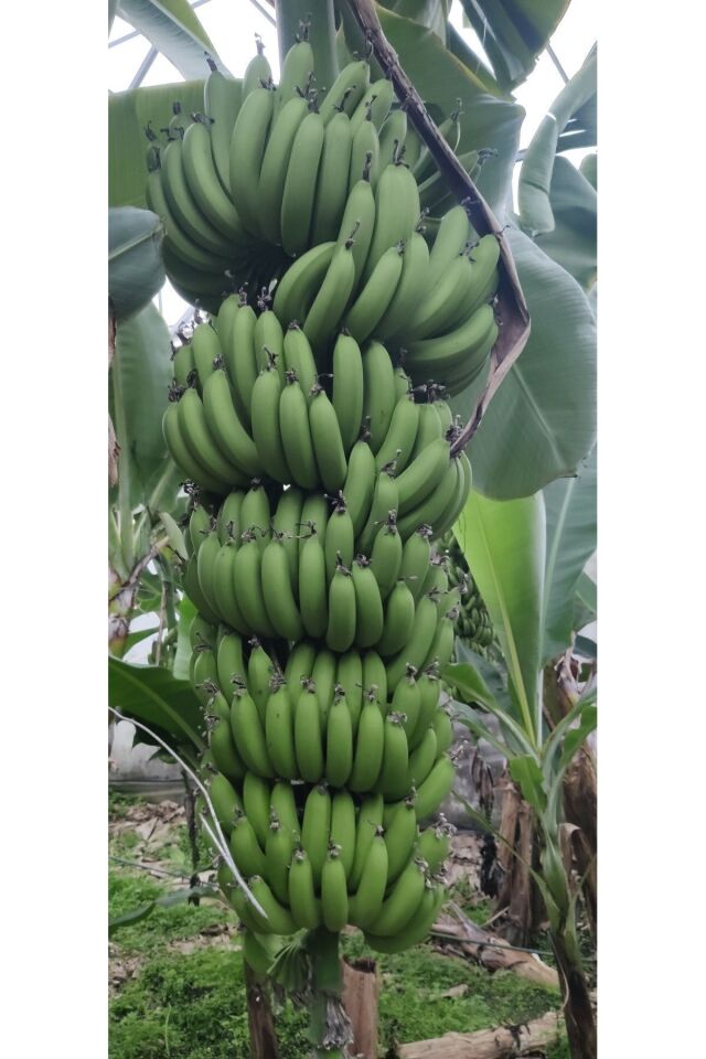 2 Kg Yeşil Anamur Muzu