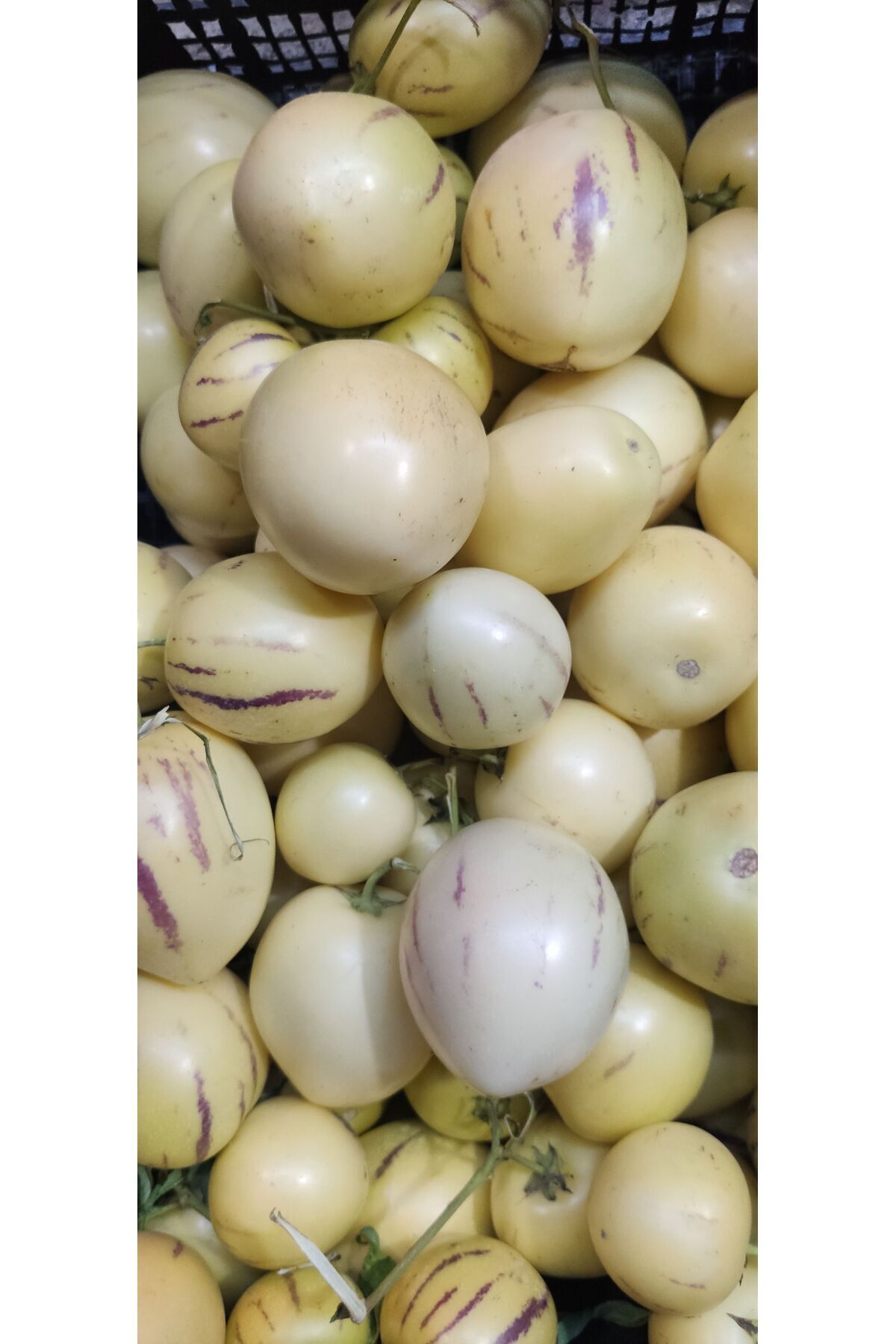 1 Kg Pepino, Ağaç Kavunu, Tatlı Salatalık Taze Dalından