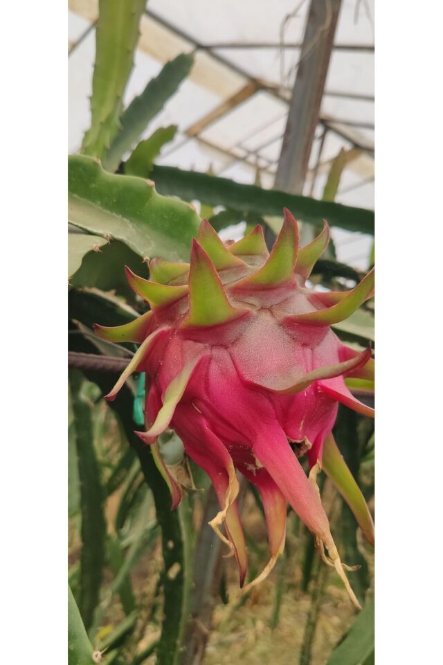 Ejder Meyvesi Pitaya 1 Kg Taze Hasat