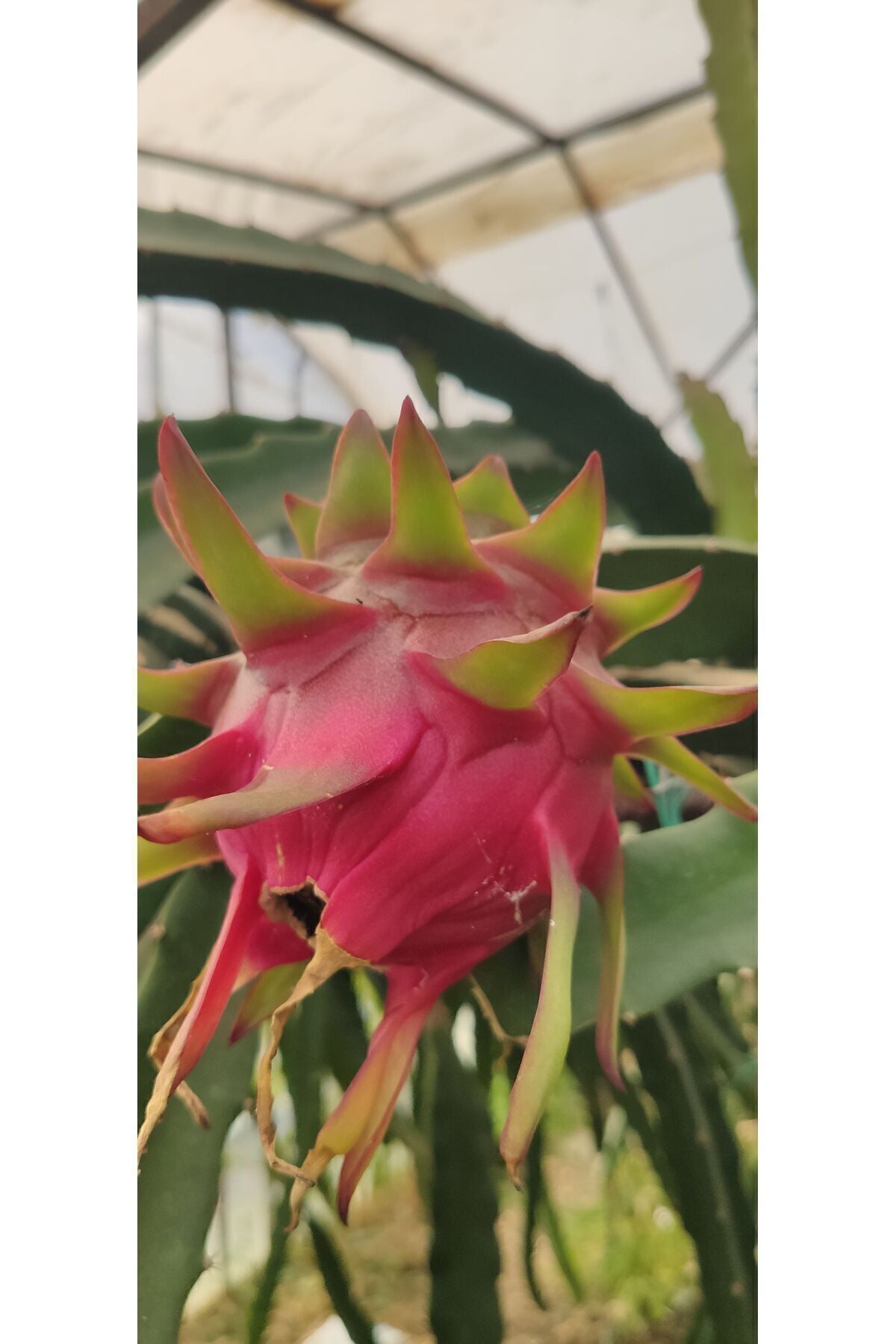 Ejder Meyvesi Pitaya 3 Kg Taze Hasat