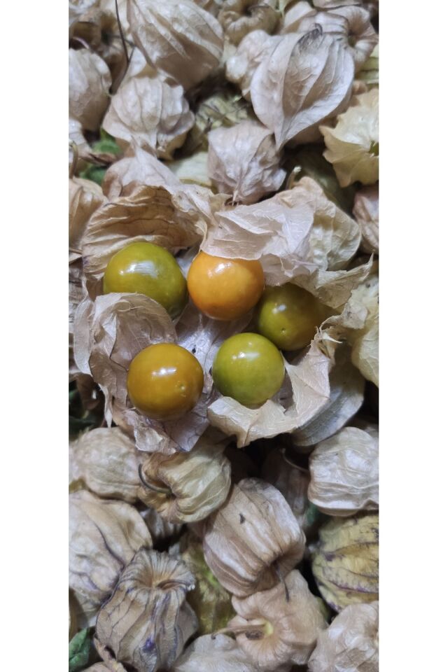 Altın Çilek Yer Kirazı 500 Gr