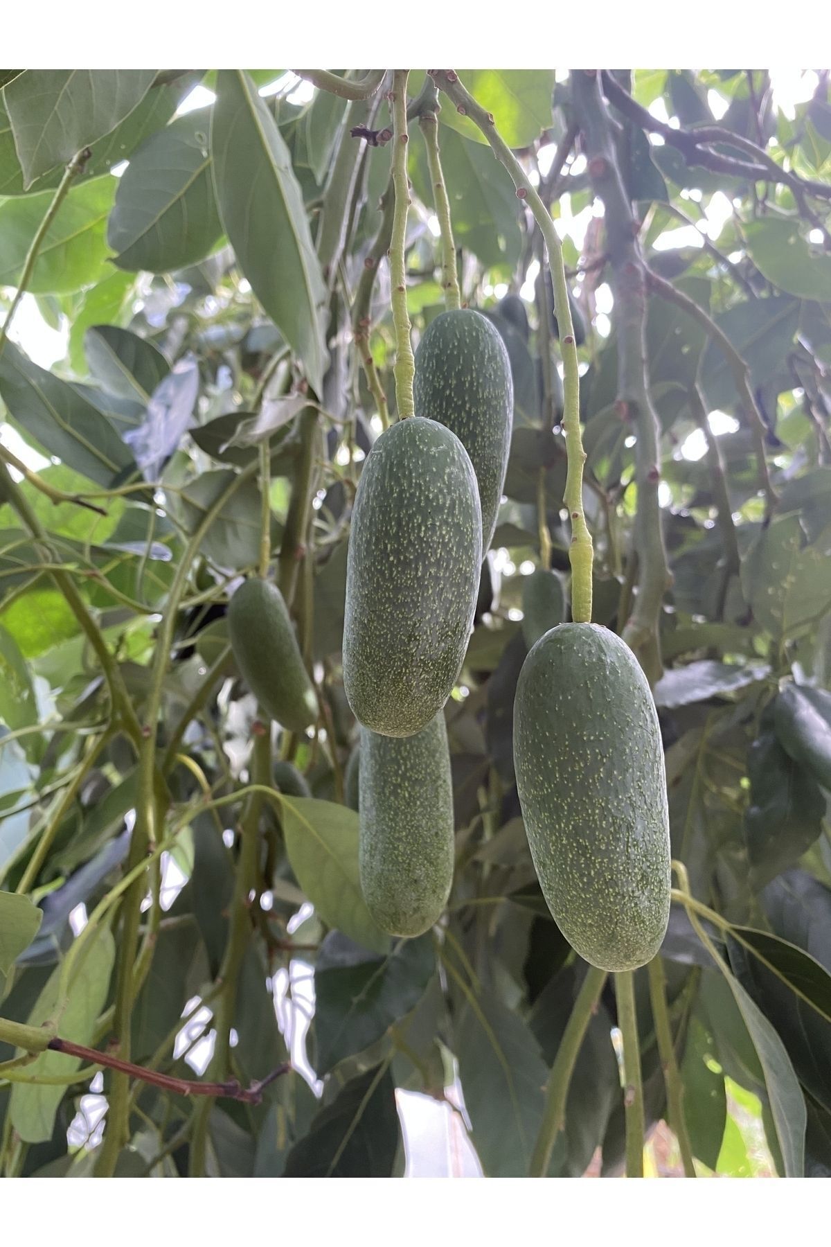 Bebek Avokado 1 Kg -taze Hasat