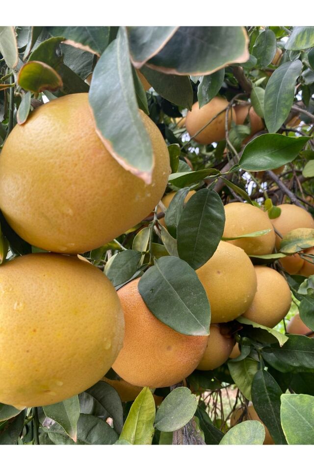 Greyfurt 3 adet 300-500gr arası