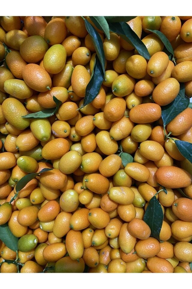 Kamkat 2 kg