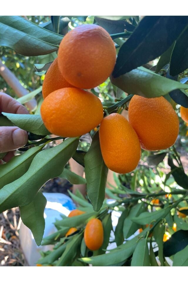 Kamkat Dalından Taze Hasat 1 Kg