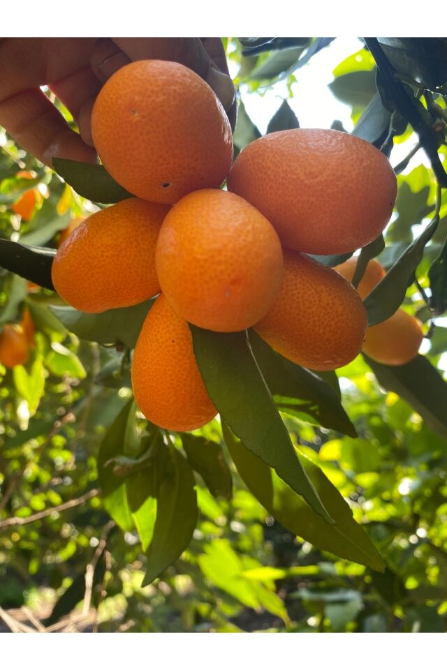 Kamkat Dalından Taze Hasat 1 Kg