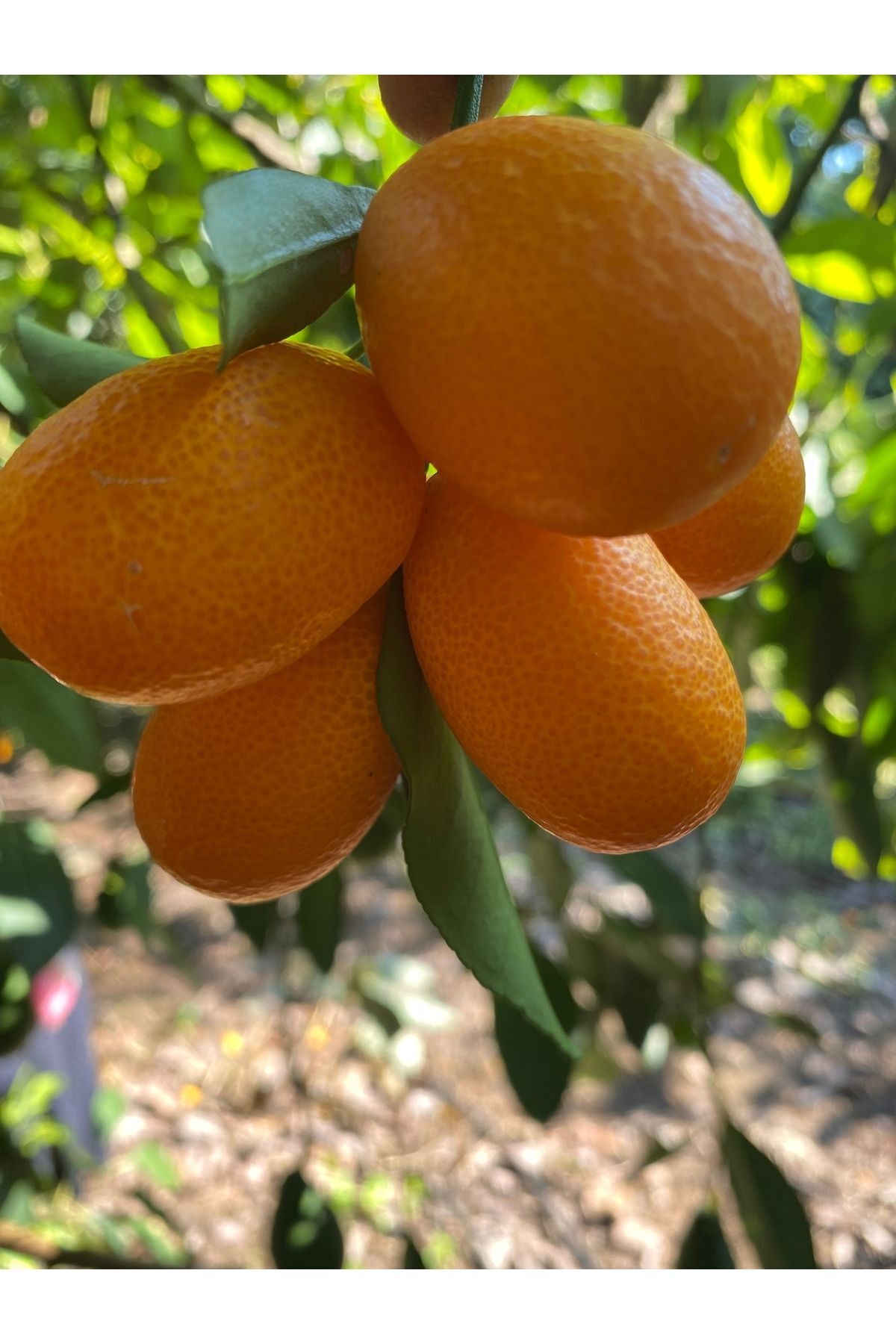 Kamkat Dalından Taze Hasat 1 Kg