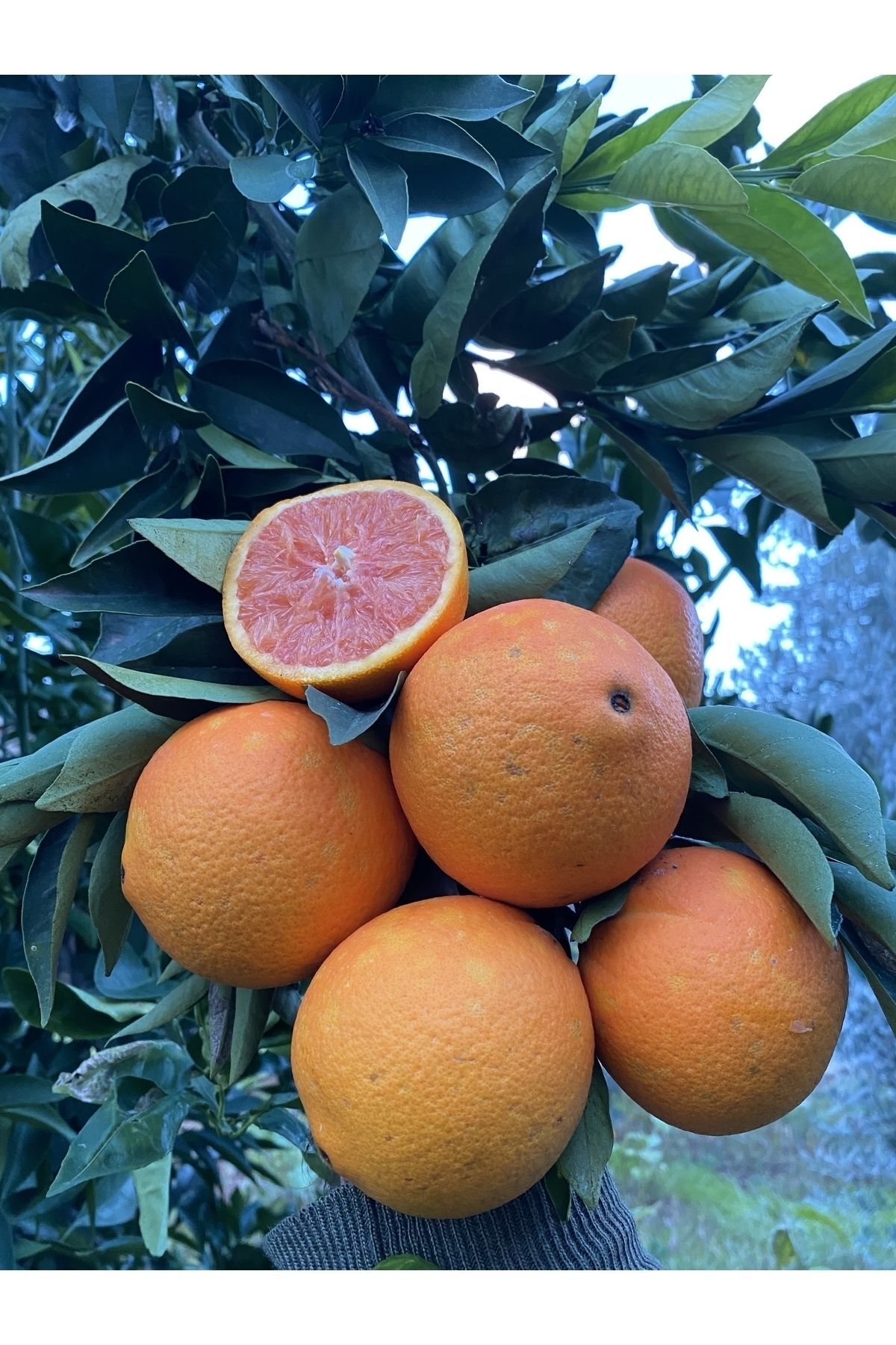 Kırmızı (KAN) Portakal Dalından Taze Hasat 1 Kg