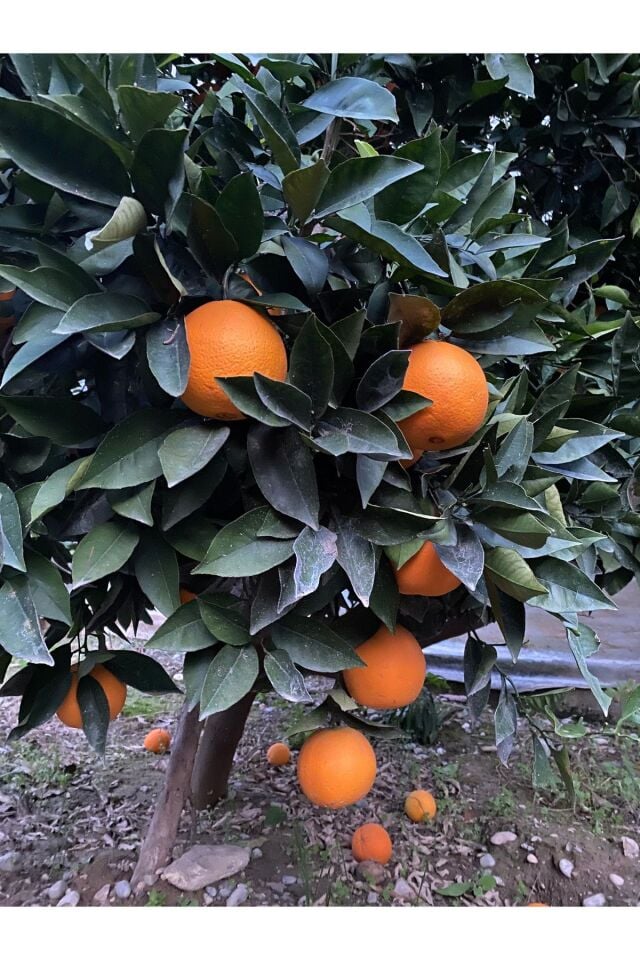 Portakal Sıkmalık Bol Sulu Dalından Taze Hasat 10 kg