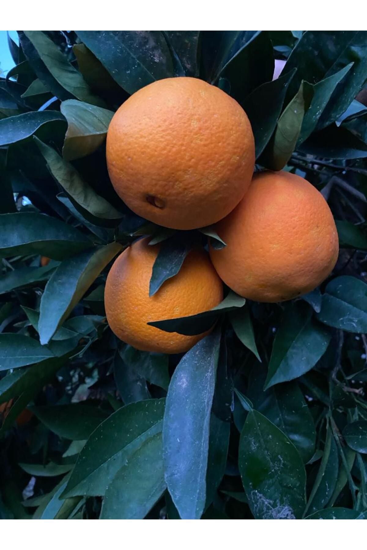 Portakal Sıkmalık Bol Sulu Dalından Taze Hasat 10 kg