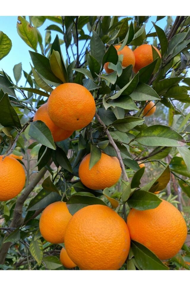 Portakal Bol Sulu Sıkmalık  2 Kg