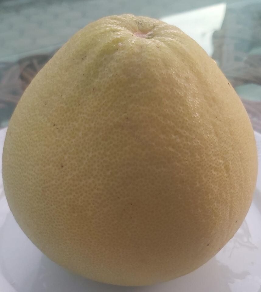 ŞADOK-POMELO MEYVESİ(600-1000 gr arası) 1 ADET